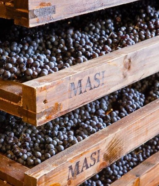raisin pour vins italiens tradition